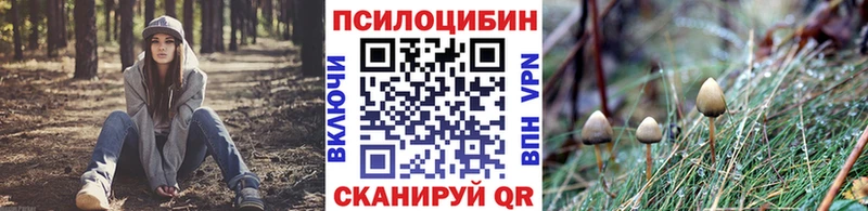 закладка Таганрог Псилоцибиновые грибы Psilocybe